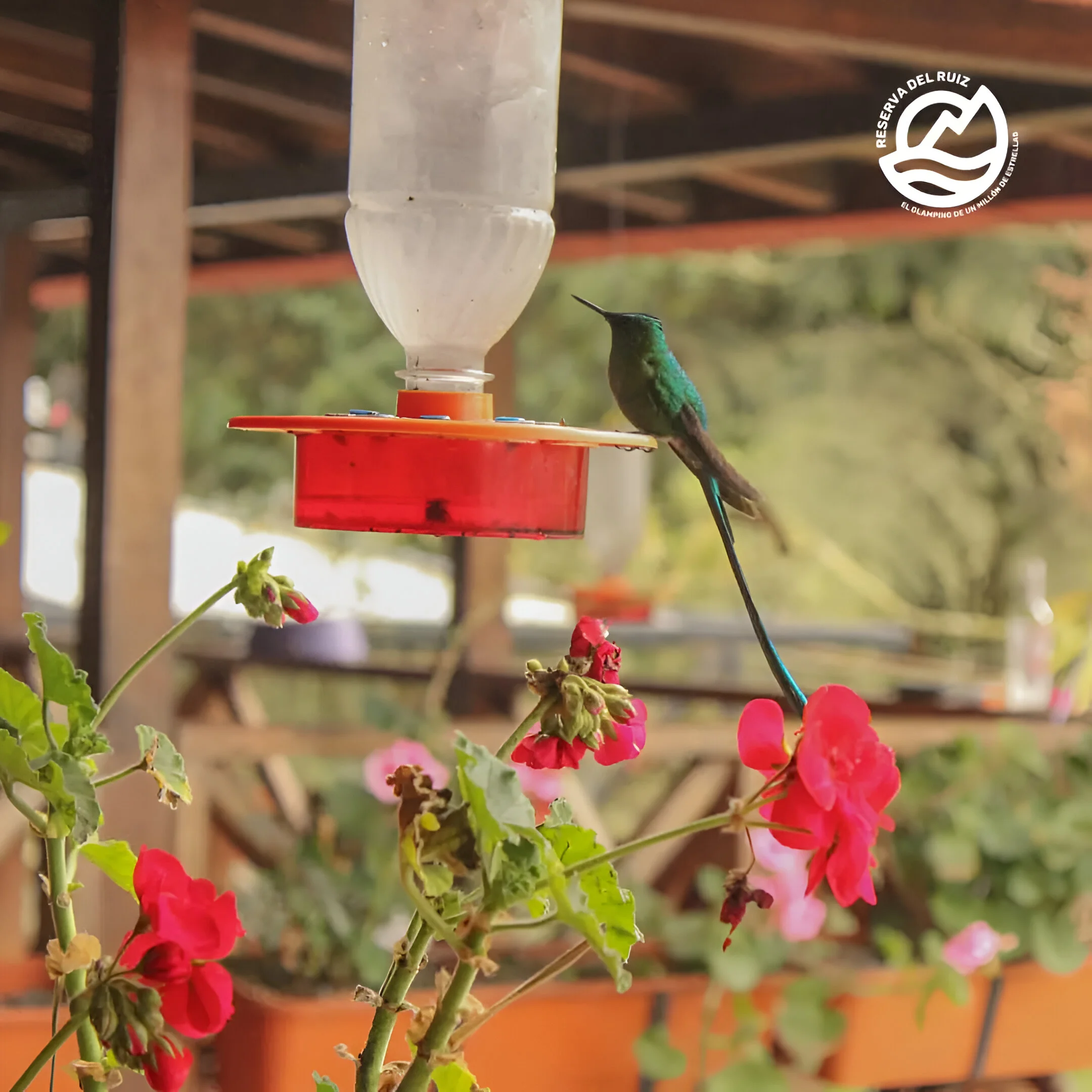 Colibríes glamping Caldas