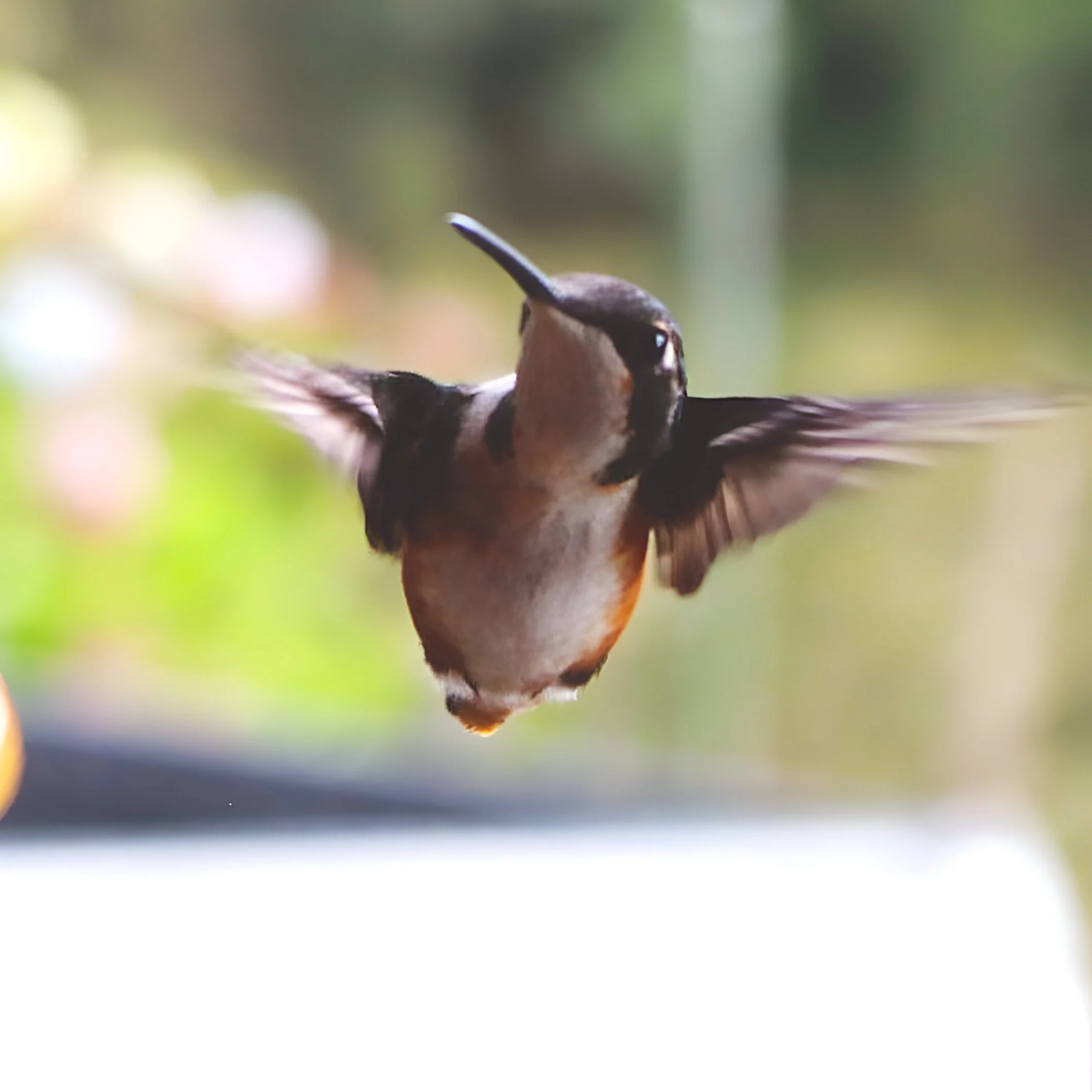 Colibríes en la naturaleza